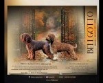 Lagotto Romagnolo štenci